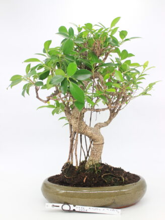 Ficus bonsai