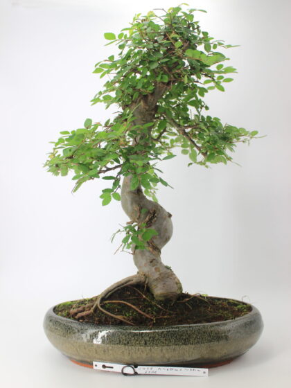 Zelkova bonsai