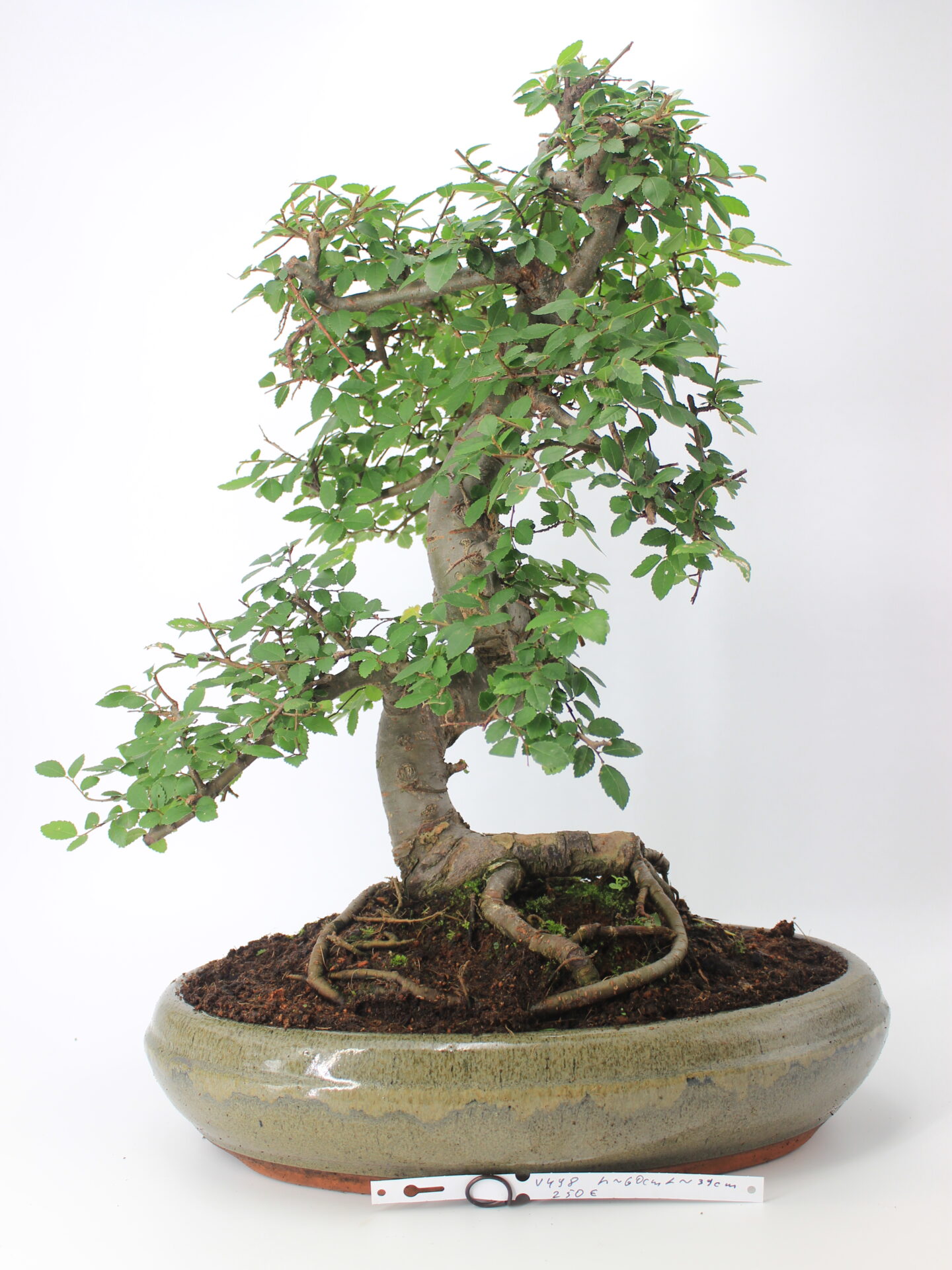 Zelokva bonsai