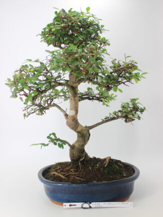 Zelokva bonsai