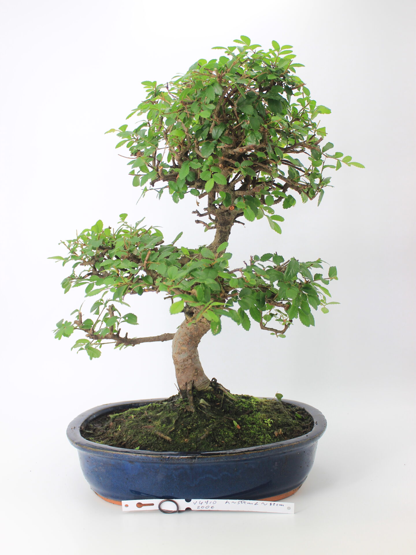 Zelokva bonsai