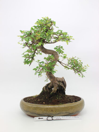 Zelokva bonsai