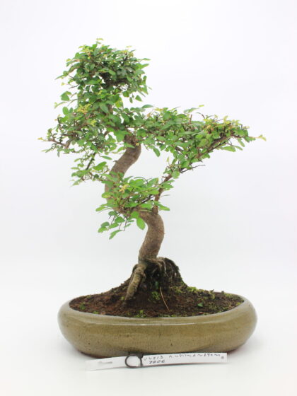 Zelokva bonsai