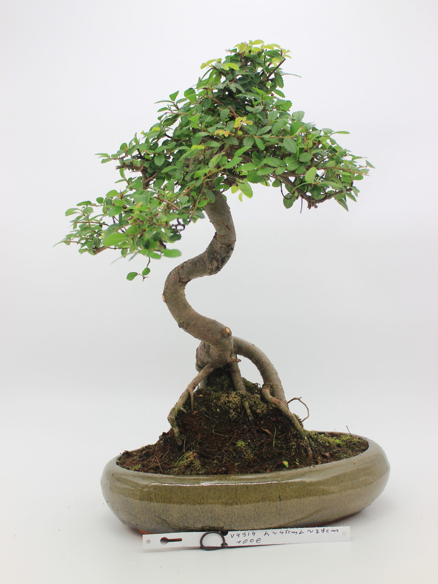 Zelokva bonsai