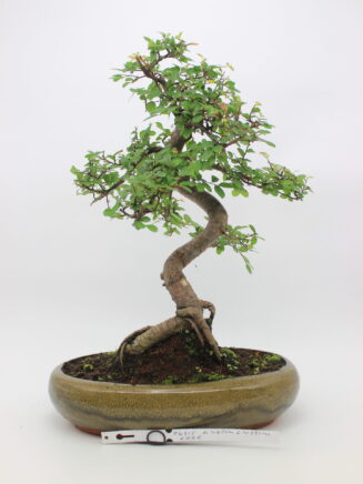 Zelokva bonsai