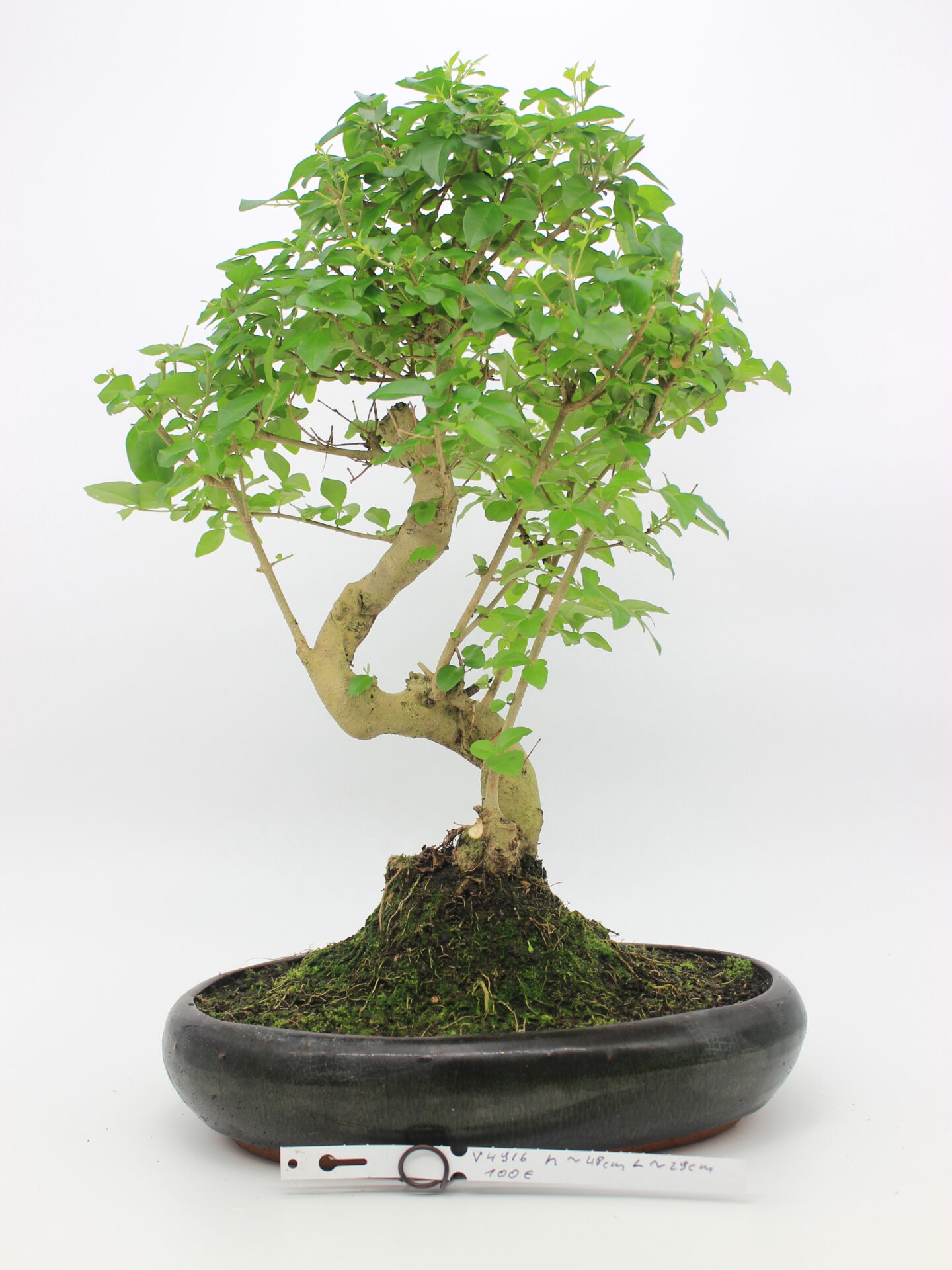 Ligustrum bonsai