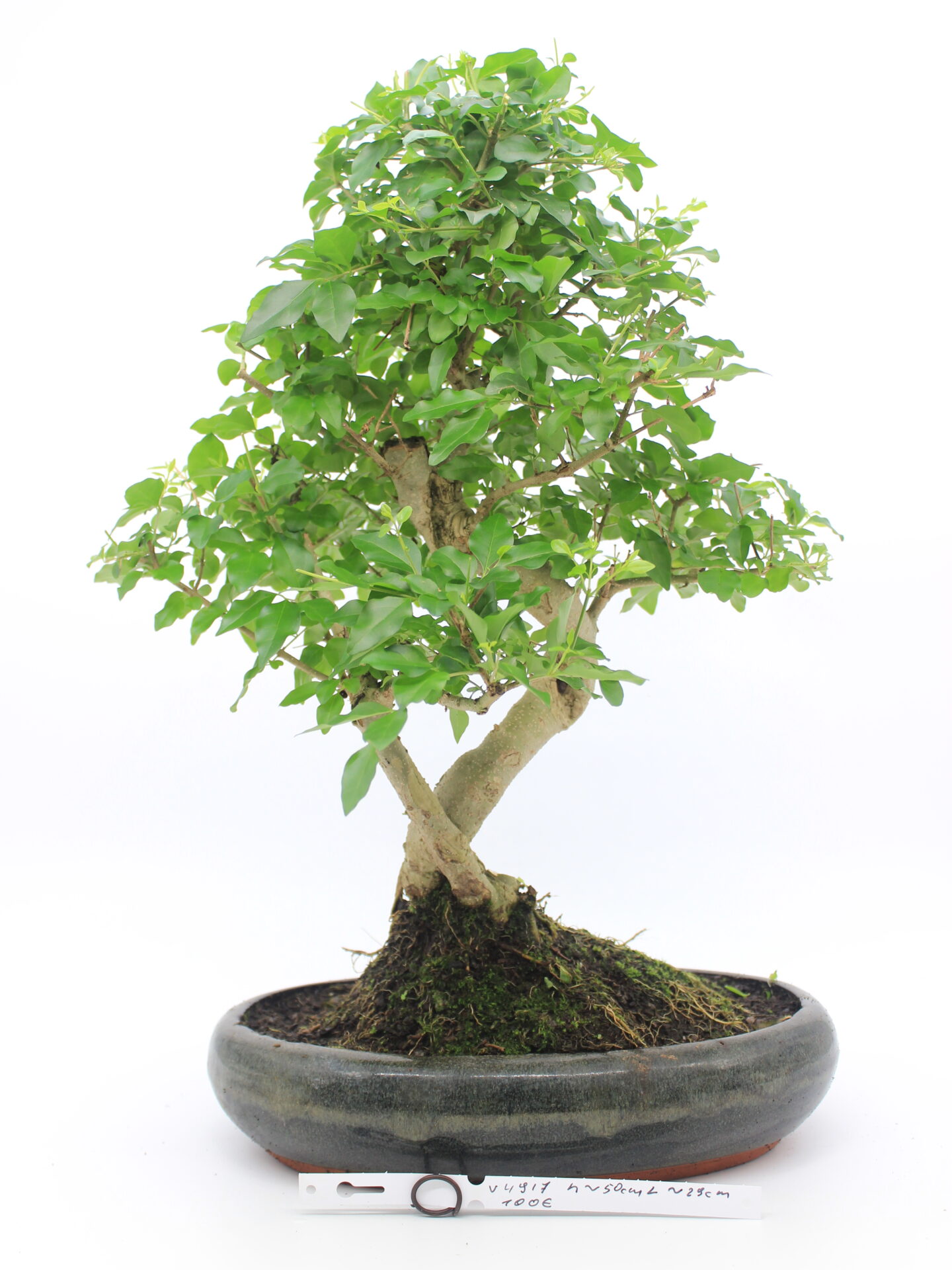 Ligustrum bonsai