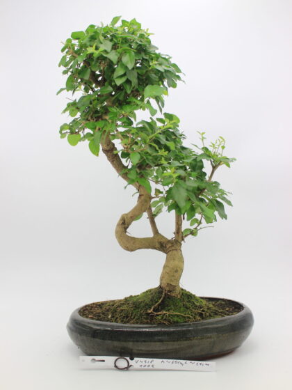 Ligustrum bonsai