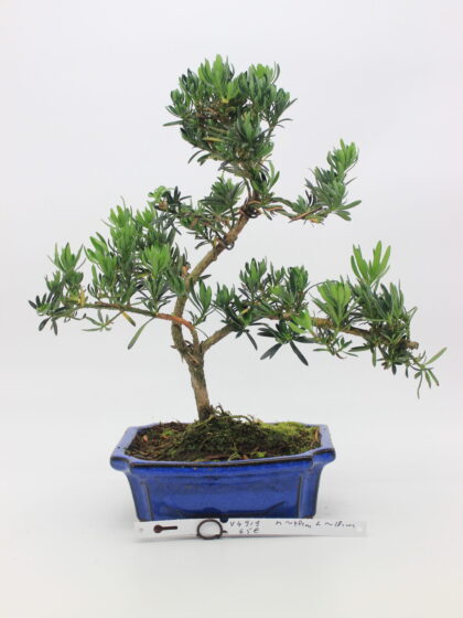 Podocarpus bonsai