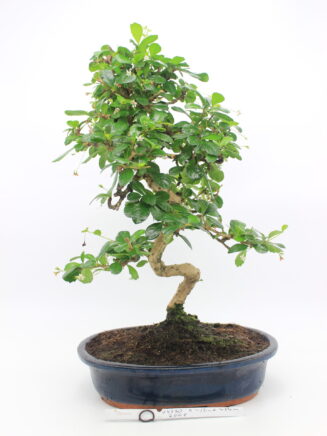 Carmona bonsai