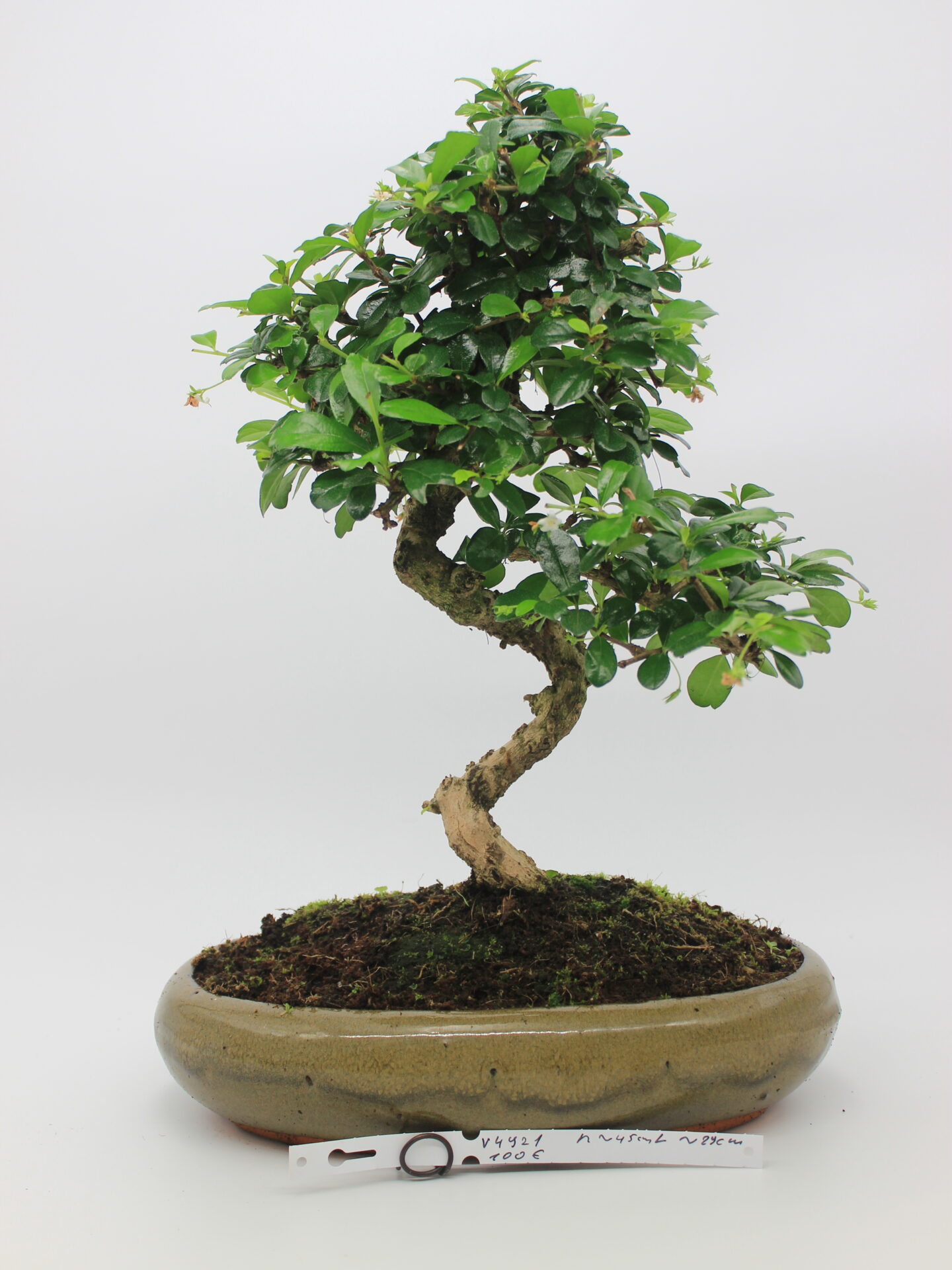 Carmona bonsai