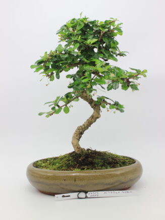 Carmona bonsai