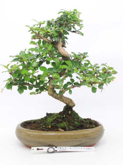 Carmona bonsai