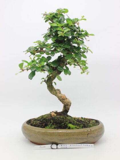 Carmona bonsai