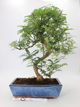 Zanthoxylum bonsai