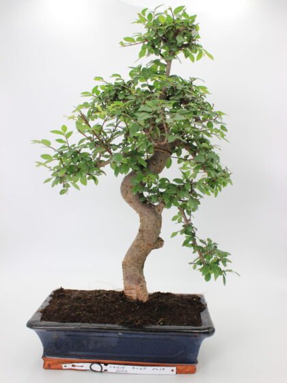 Bonsai zelkova