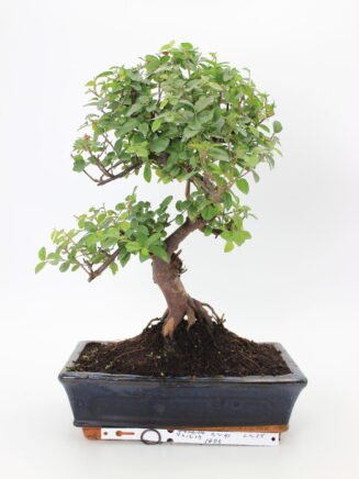 Kininė vyšnia bonsai