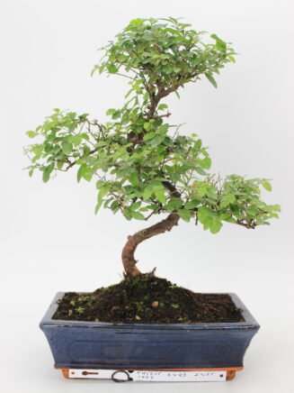 Kininė vyšnia bonsai