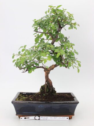 Kininė vyšnia bonsai