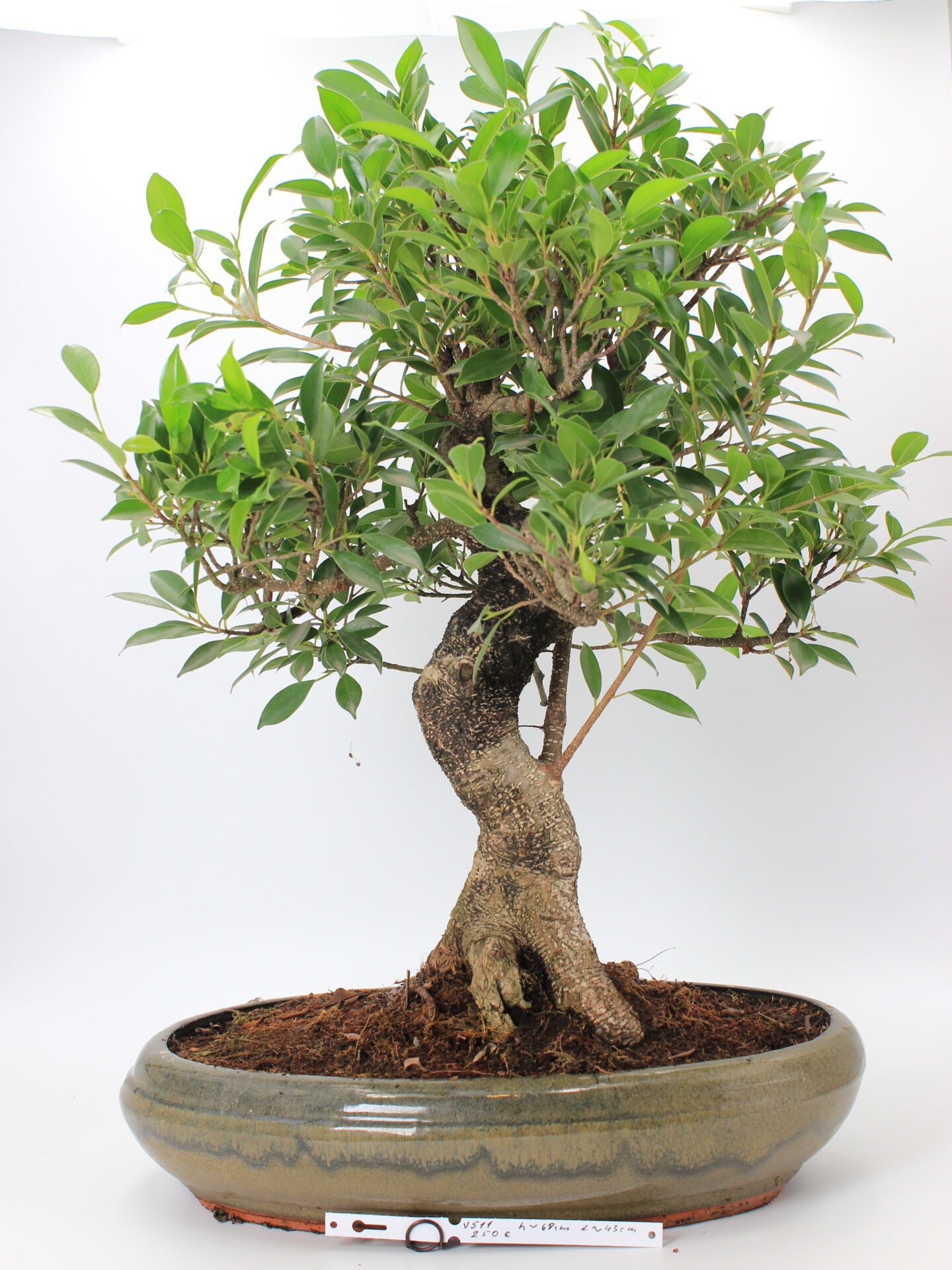 Ficus bonsai