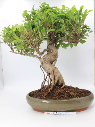 Bonsai fikus