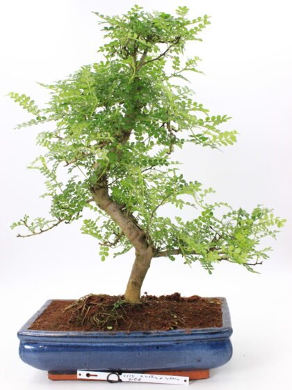 Bonsai kambarinis