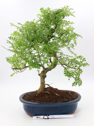 Kambarinis bonsai