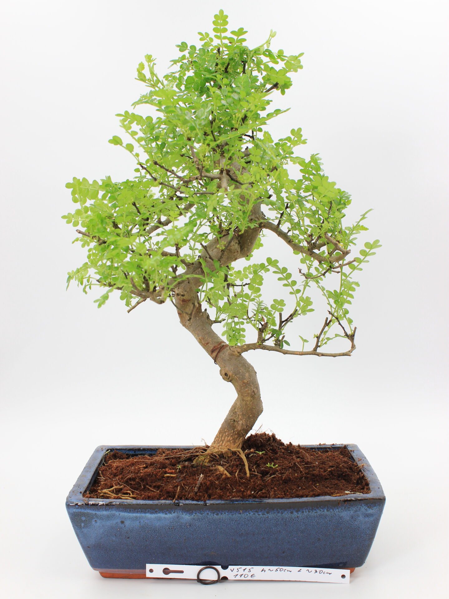 Kambarinis bonsai