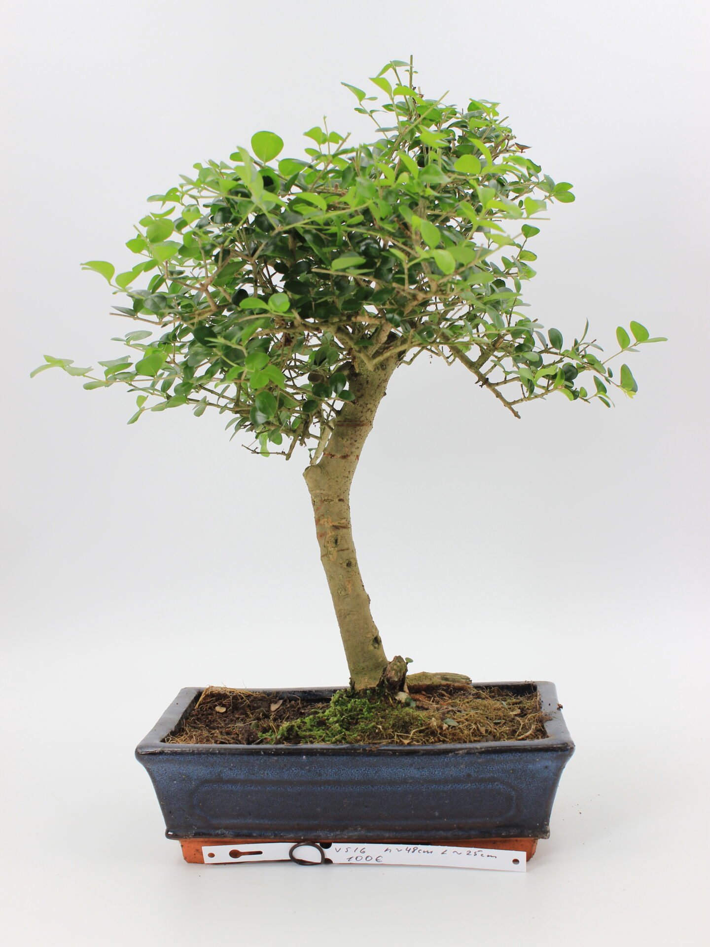 Ligustrum bonsai kambarinis