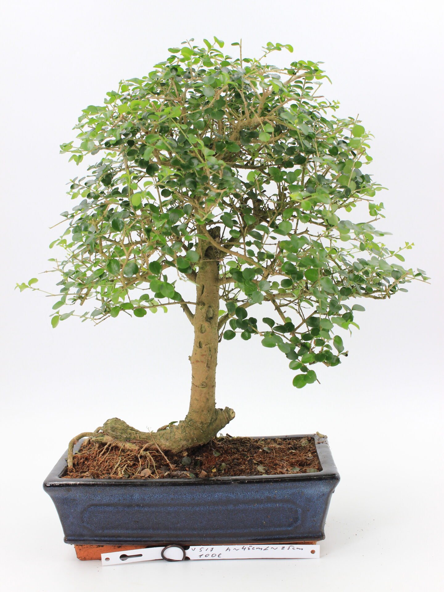 Ligustrum bonsai kambarinis