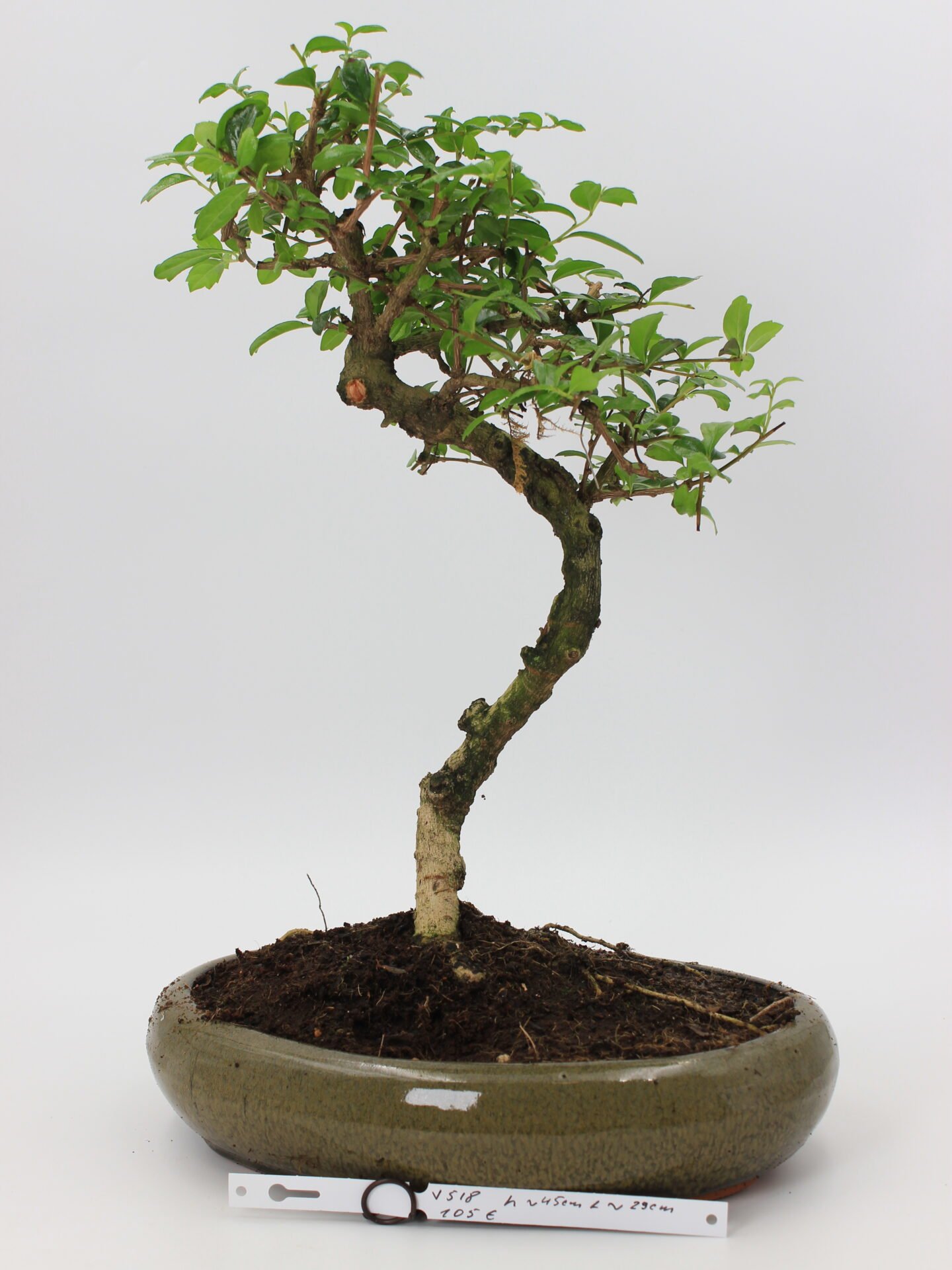 Carmona bonsai