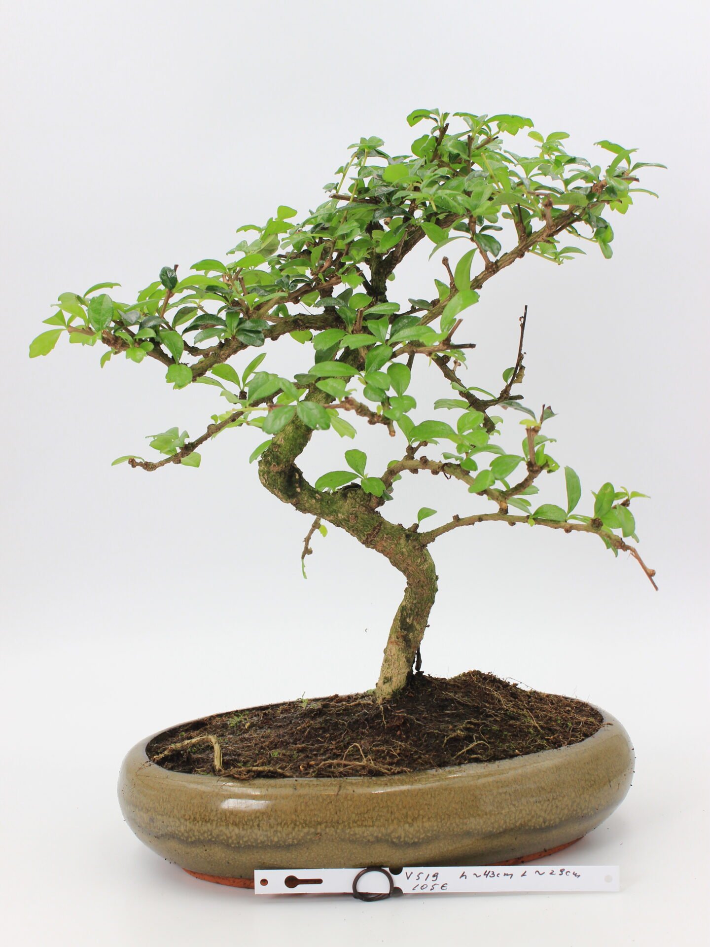 Carmona bonsai