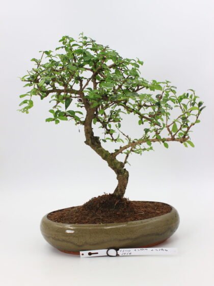 Carmona bonsai kambarinis