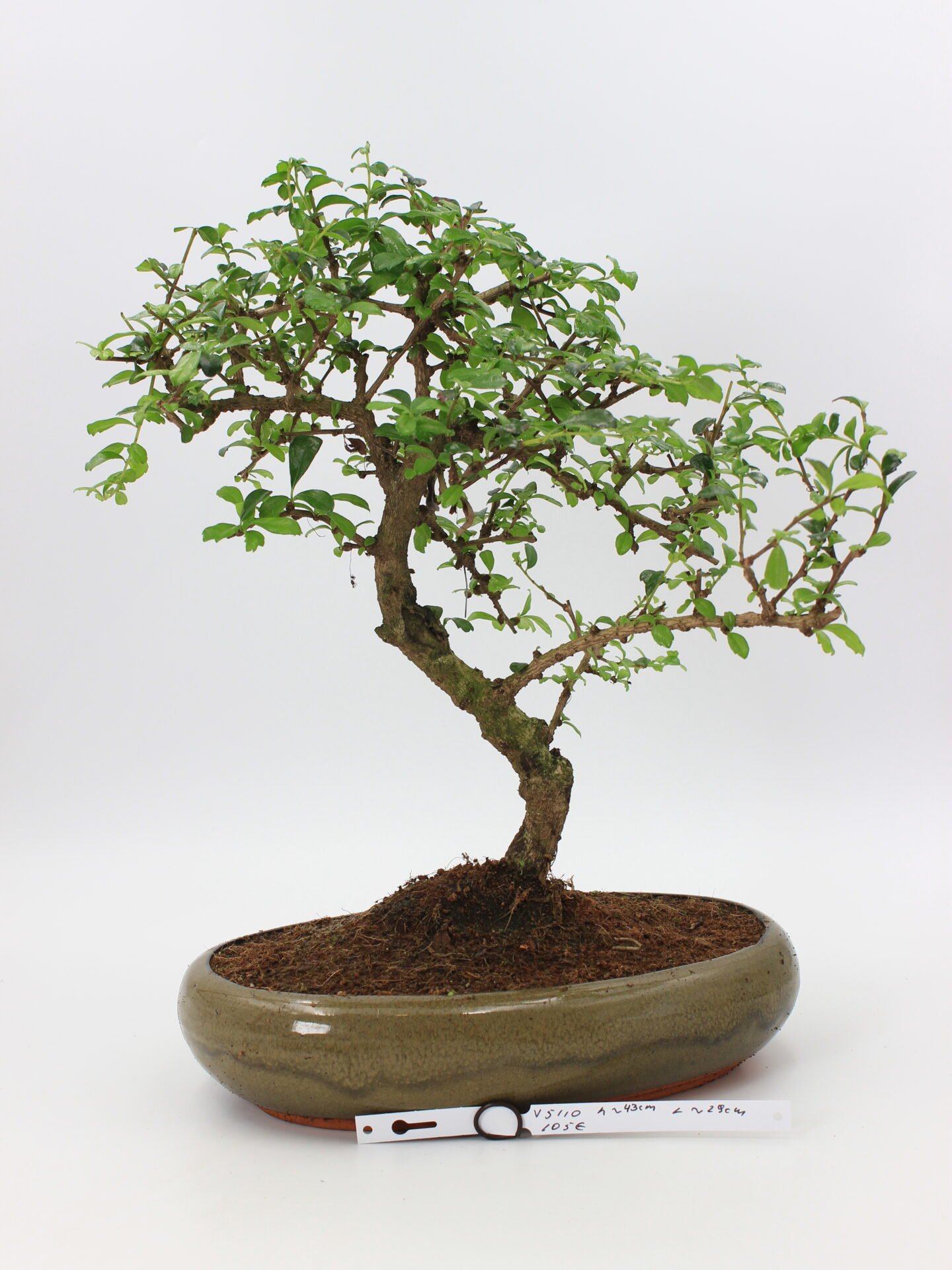 Carmona bonsai kambarinis