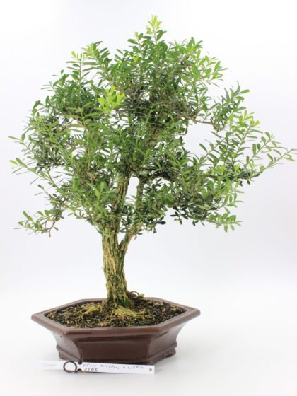 Buxus kambarinis bonsai