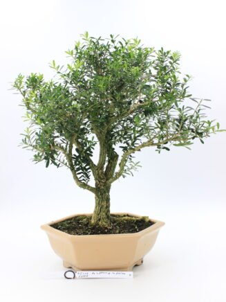 Buxus kambarinis bonsai