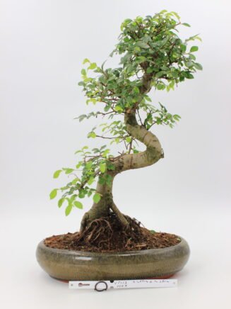 Bonsai zelkova