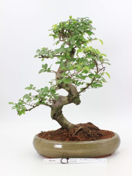 Bonsai zelkova