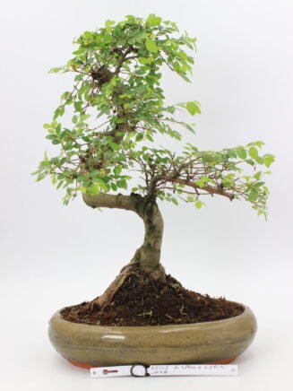 Bonsai zelkova