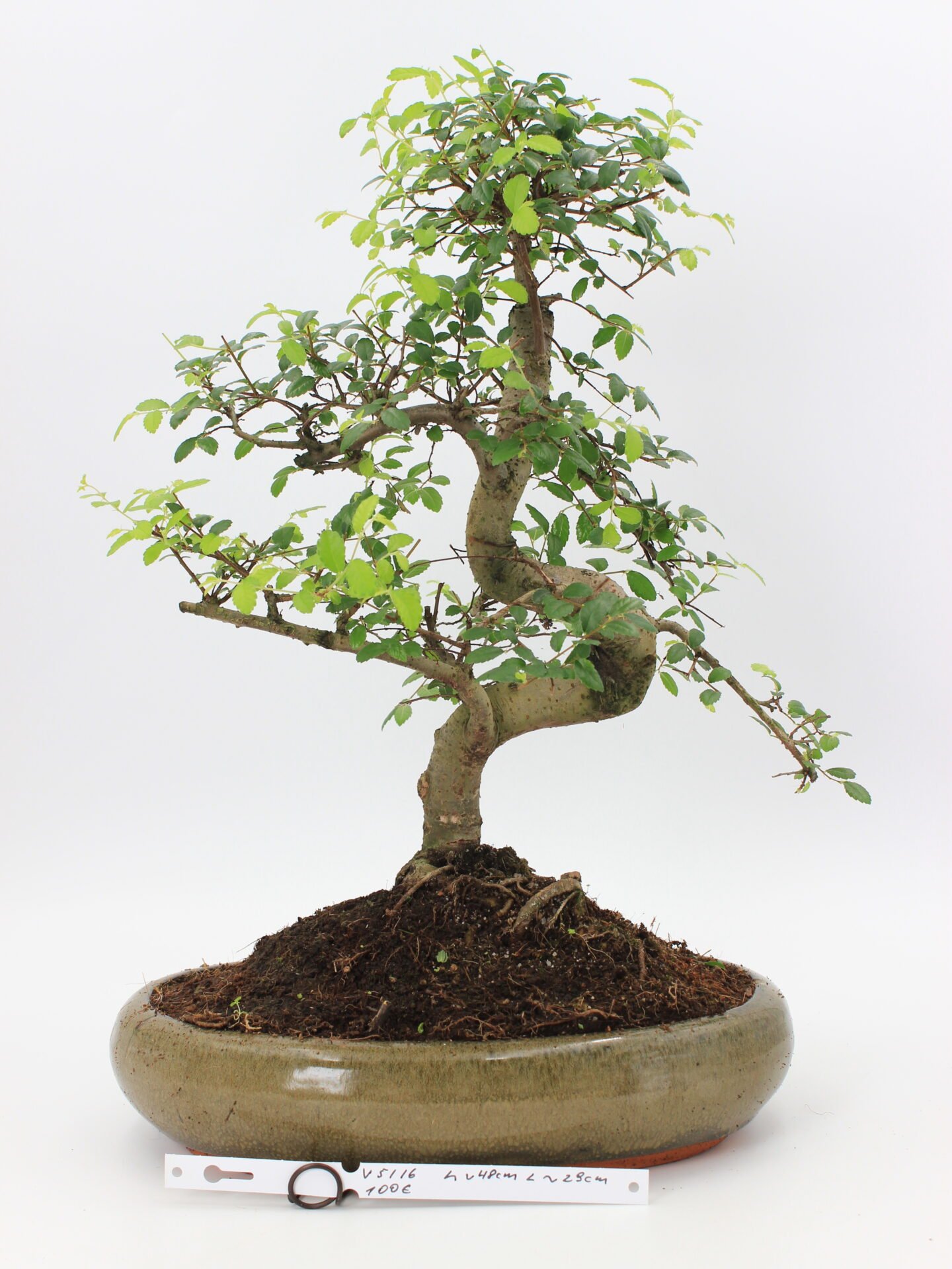 Bonsai zelkova kambarinis bonsai