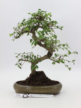 Bonsai zelkova kambarinis bonsai