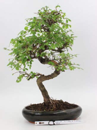 Bonsai zelkova kambarinis bonsai