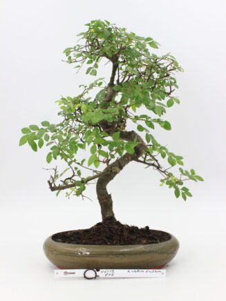 Bonsai zelkova kambarinis bonsai