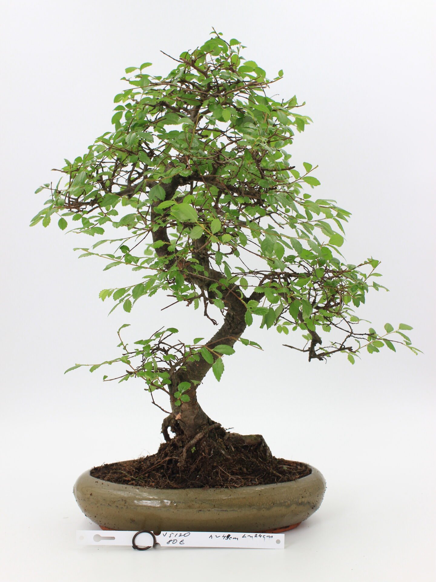 Bonsai zelkova kambarinis bonsai