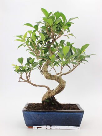 Ficus bonsai