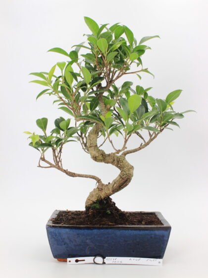 Ficus bonsai