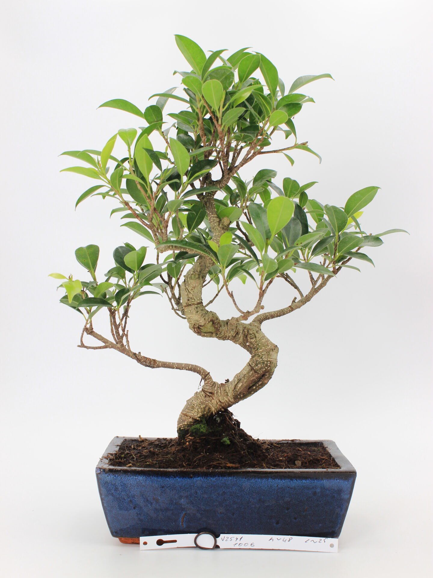 Ficus bonsai