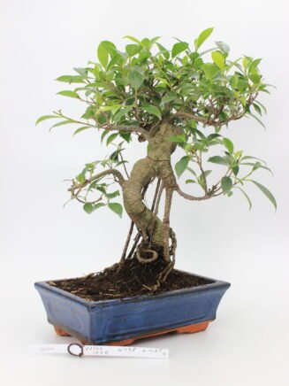 Ficus bonsai