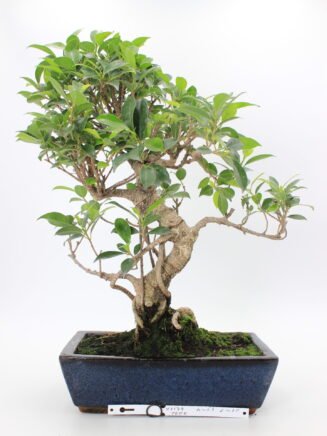 Ficus bonsai
