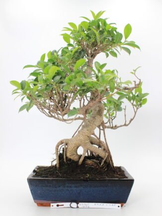 Ficus bonsai